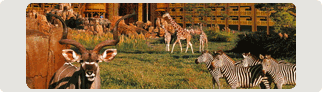 Disney Vacation Club Resorts: Wildlife at Disney's Animal Kingdom Villas