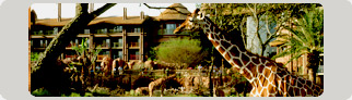 Giraffes at Disney's Animal Kingdom Villas