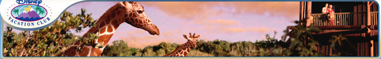 Giraffes at Disney's Animal Kingdom Villas